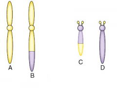 Tegn parringsfugren og de mulige segregeringstyper for disse kromosomer