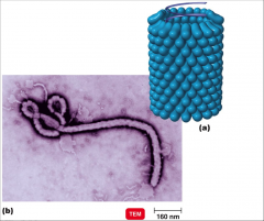 - Looks like a long rod 
- Many copies of the same protein wrapped in a helix 
- Nucleic acid surrounded by a hollow, helical, cylindrical capsid 
- Tobacco mosaic virus (TMV)
- Rabies virus 
