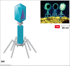 - Complicated structures 
- Often bacteriophages 
- Have a capsid, a tail and a sheath 
- Pox virus : only one 
- No capsid but several coats surrounding the nucleic acid 
