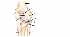 What view of the Knee Joint is this and what are its parts?