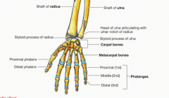 The Scaphoid and Lunate articulate with the Radius