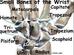 Between the thumb and the trapezium and allows for the numerous movement between these bones.