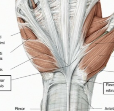 The Palmar aponeurosis which begins at the flexor retinaculum and fans out blending in with the digits. It covers soft tissue and overlies flexor tendons protecting the palm from penetrating injuries