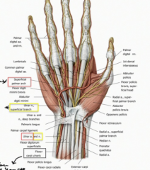 1. The Recurrent branch of the median nerve-innervates the thenar group
2. Common palmar digital->Palmar Digital Branches-innervates the first and second lumbricals and includes sensory fibers too along the lateral sides of each digit.