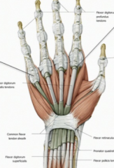 The fibrous sheaths are strong ligaments that enclose the synovial sheath and the flexor tendons in the palm. The synovial sheaths are deep and provides for fluid movement of the tendons.