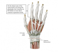 The dorsum of the wrist holding the extensor tendons to the wrist.
