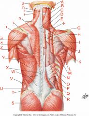 Where is the trapezius muscle?