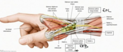 When the thumb is extended fully, the tendons of EPL, EPB, and abductor pollicis longus form a small triangular depression on the dorsal lateral aspect of the wrist