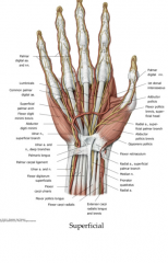 The superficial branches of ulnar and radial arteries; however ulnar is the primary blood supply