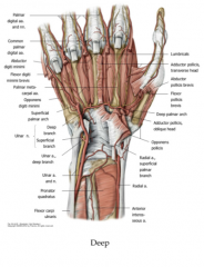 The deep branches of the radial and ulnar arteries; however radial is the primary contributor