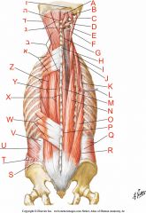 Where is the iliocostalis muscle?