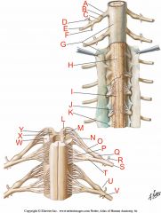 Where is the dorsal root?