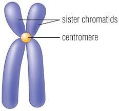 chromatid