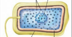 What type of cell is this? Name the parts.