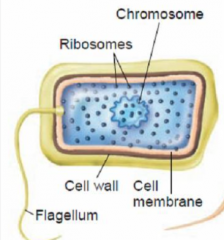 Prokaryotic cell.