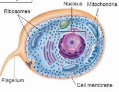 Eukaryotic cell. 