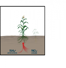 










Plant uptake occurs when  plant take in nitrates and ammonium(to a
lesser extent) to form essential compounds for yield and quality, amino acids
and proteins 