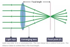Rays from a single point on a distant object arrive at the lens parallel to one another. 

Converging lenses refract these parallel rays so that they are come together at a point called the principal focus (labelled F on a diagram).