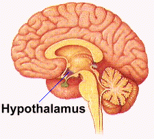 

The hypothalamus controls the ANS and the endocrine system, responsible for automatic function such as breathing, or fight or flight. 
It is connected to the pituitary gland