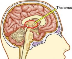 The thalamus receives info from and sends info to the cortex, acting like a relay

