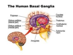 The basal ganglia is found as part of the telencephalon, and is made up of a collection of nuclei. It is found to be important in controlling movement and reward systems. 
It is made up of..
1. Caudate Nucleus (striatum)
2. Putamen (striatum)
3. G...