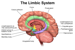 Limbic Cortex
Hippocampus (part of temporal lobe, which is important for memory, spatial navigation)
Amygdala
Fornix
Mamillary Bodies