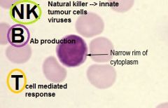 NK cell