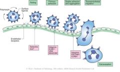 the process of extravasion of phagocytes through capillary wall