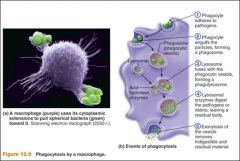 1. active process where an immune cell envelopes a pathogen to create a phagosome,
2. Phagosome merges with lysosome
3. Phagolysosome
4. Lysosomal enzymes digest and destroy
5. Contents removes via exocytosis