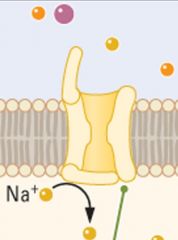 gated ion channels