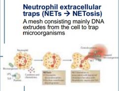 Neutrophils have found that they can cast a net mesh of DNA extrudes which to trap microorganisms