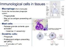 - Macrophages
- Mast cells
- Dendritic cells