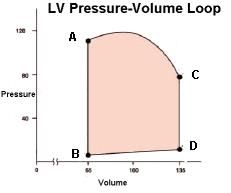 Explain the pressure volume loop shown.


explain how to calculate SV and ejection fraction
