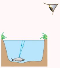 (a) Copy the diagram and complete therays of light coming from the fish to show how they bend when they leave thewater. 


(b)Show on your diagram where these rays of light would appear to be coming fromto the observer, and where the fish would ap...