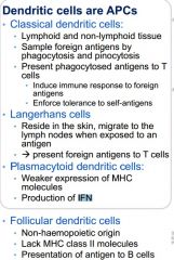 - production of interfeurons
- distinct lineage from classical dendritic cells
- do not really activate naive T cells
- weaker expression of MHC molecules