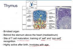 primary immunological tissue
involutes with age
matures T cells
mediastinum location
training of self and non self