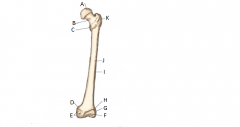 What aspect of the Femur is this and what are its parts?