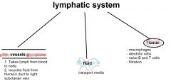 vessels drain lymph from tissues