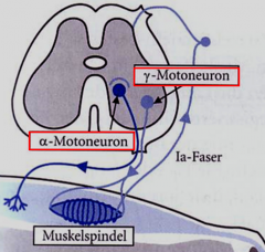 1. Efferenz über y-Motoneuron von extrapyramidalen Bahnen aus dem Hirnstamm
2. Kontraktion der Spindelenden -> Dehnung la-Faser
3. AP auf la-Faser an a-Motoneuron
4. Kontraktion des Muskels