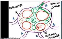 Germinal follicles : B cells --> Plasma cells --> Ab
Medullary sinus: macrophages
Paracortex: T cells