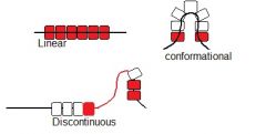 • A single segment of polypeptide 
chain
• Doesn’t require folding for 
recognition
• T cells can recognise linear epitopes