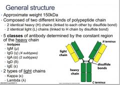 heavy and light chains