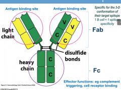 effector functions - complement triggering, cell receptor binding