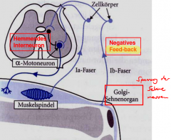 - Sinneszellen an Muskelsehnen oder am Übergang Muskel-Sehne
- Melden Spannung an ZNS über lb-Fasern (NICHT Dehnung)
- Wichtig für Auslösung von Reflexen
- HEMMEND auf a-Neuron -> Optimale Muskelspannung