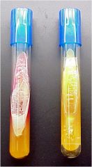   Are the organisms growing in these tubes capable of forming hydrogen sulfide? How do you know?   