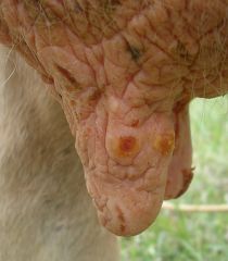 Bovine Herpesvirus type 2 causes bovine mammillitis and pseudo-lumpy skin disease

