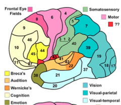 Erhalten über spezifische Thalamuskerne direkte Signale von sensorischen Rezeptoren
- Area 1,2,3 Gyrus postcentralis
- Area 17 (corpus geniculatum laterale)-> primär visuell
- Area 41 (corpus geniculatum mediale)
- Area 4 (Gyrus praecentralis)