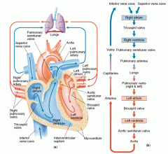 superior and inferior vena cava
right atrium
right ventricle
pulmonary artery
lungs
pulmonary veins
left atrium
left ventricle
aorta
body