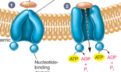 1) after binding solute, the protein moves to ABC-T


2) protein attaches to transporter and releases solute driven by ATP into cell