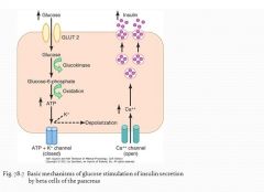 1. Glucose enters beta cells through GLUT-2 (proportional to the blood glucose)
2. Glucose converts to glucose 6-phosphate by glucokinase
3.Glucose 6-phosphate is oxidized and releases ATP
4.ATP blockes the ATP K+ channel
5.Depolarization of the m...